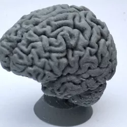 Human Brain