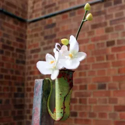Jurassic Pitcher Plant