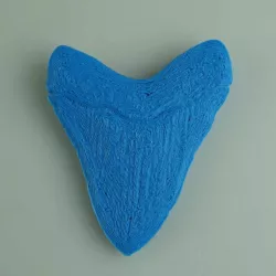 Megalodon Tooth