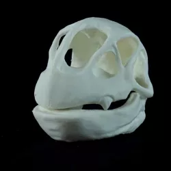 Meganium Pokéskull - Pokemon