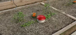 Mushroom slug trap / Piège à limaces Champignon