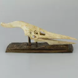 Pteranodon Skull