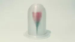 Rose and glass