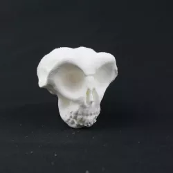 Skull freestyle
