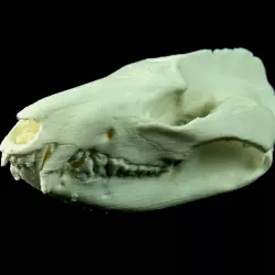 Skull of a virginia opossum