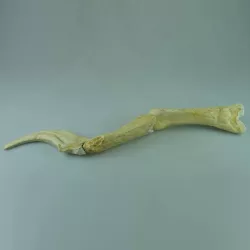 Spinosaurus - Skulls, Bones and Claws