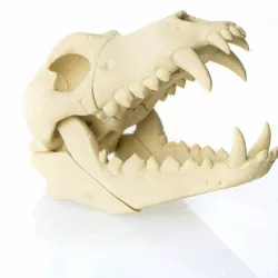 Timber Wolf Skull w/ Jaw Bone - via 3DKitbash