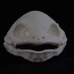 Venusaur Pokéskull - Pokemon