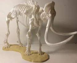 Woolly Mammoth Skeleton