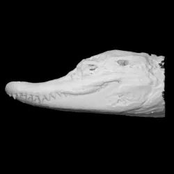Alligator skull