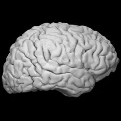 Brain