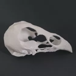 Chicken Skull