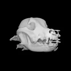 Dog skull