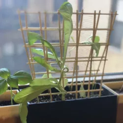 Garden Trellis for Window Boxes and More
