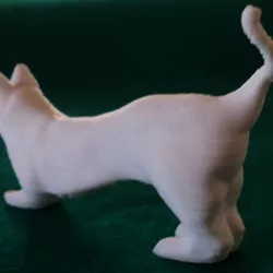 House Cat