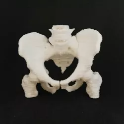 Human hip bone