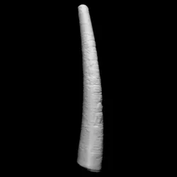 Ivory Horn at The British Museum, London