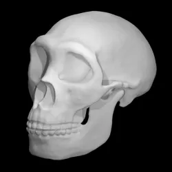 Neanderthal skull