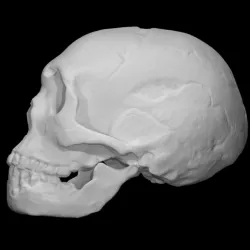 Neanderthal skull