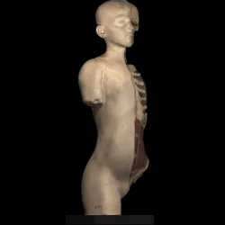 Plaster model of torso and head, showing partial dissection