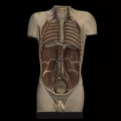 Plaster model of torso, showing partial dissection