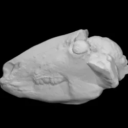 Sheep Head Cast
