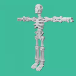 Skeleton