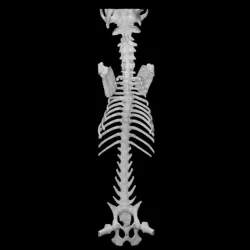 Spine bone