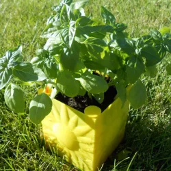 Sunny Self-Watering Planter