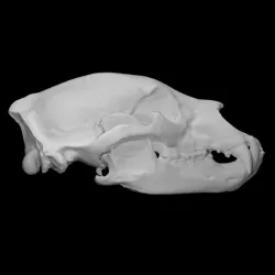 American Black Bear specimen 01 : adult female