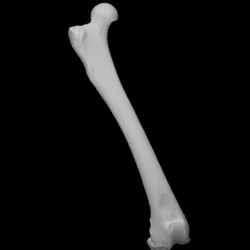 American Black Bear specimen 02 : adult female