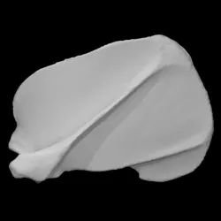 American Black Bear specimen 03 : adult female