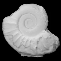 Ammonite