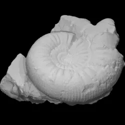 Ammonite Emileia constricta