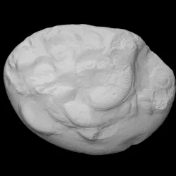 Ammonite - Harpoceras