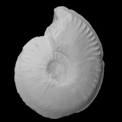 Ammonite - Hyperlioceras