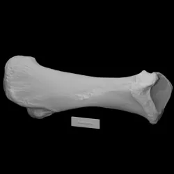 Arborio Mastodon Right Tibia