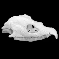 Archelon skull