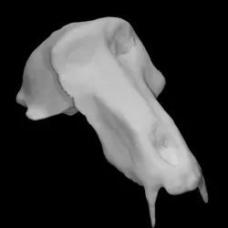 Baboon skull