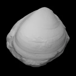 Bivalve: Plagiostoma