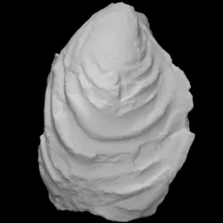 Bivalve Retroceramus eximius