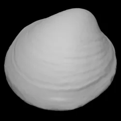Bivalve shell