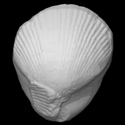 Brachiopod - Kirkidium knighti