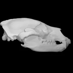 Brown Bear specimen : female