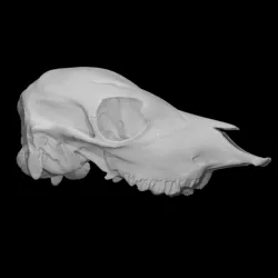 Calf Skull