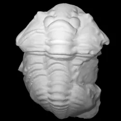 Calymene neotuberculata ludicra