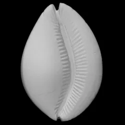 Carved shell