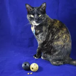 Cat Treat Ball Dispenser