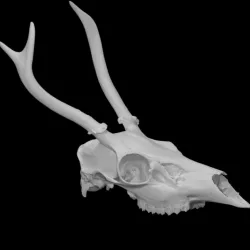 Columbian Black-tailed Deer specimen 01