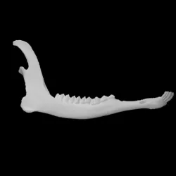 Columbian Black-tailed Deer specimen 02